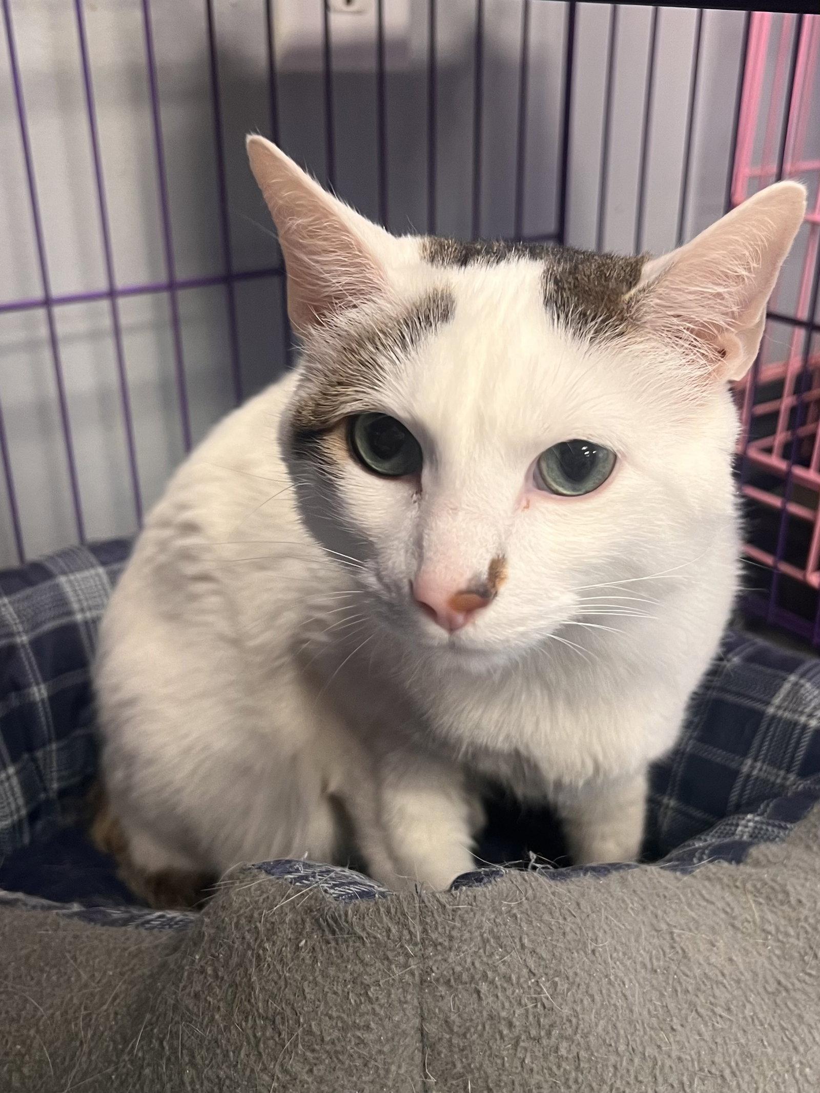 Enlarge Sampson, a Adopted mixed breed in Georgetown, KY image 1/3