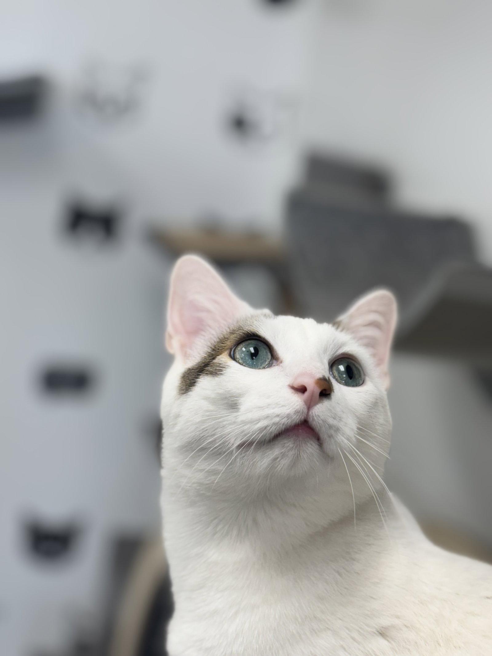 Enlarge Sampson, a Adopted mixed breed in Georgetown, KY image 3/3