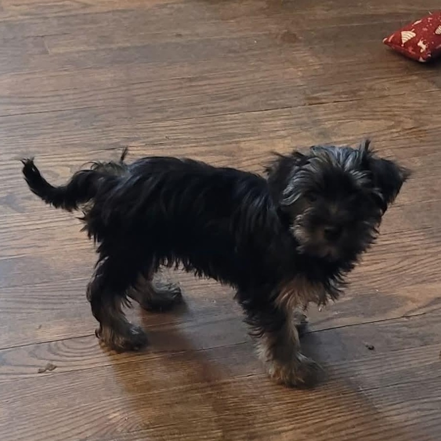 Logan- Gilmore Puppies, adoptable, Puppy Male Yorkshire Terrier.
