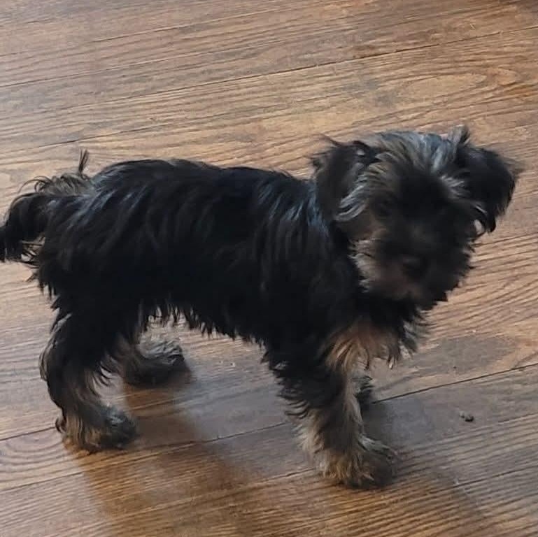 Enlarge Logan- Gilmore Puppies, an adoptable Yorkshire Terrier in Kentwood, MI image 2/2