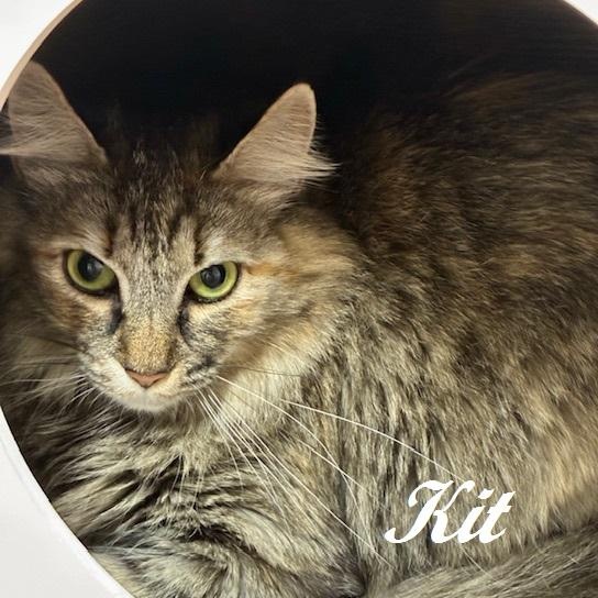Kit - Come meet me at The Kitten Around Cat Lounge in Carthage!