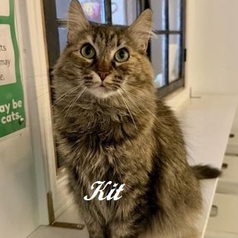 Kit - Come meet me at The Kitten Around Cat Lounge in Carthage!