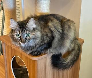 Kit - Come meet me at The Kitten Around Cat Lounge in Carthage!