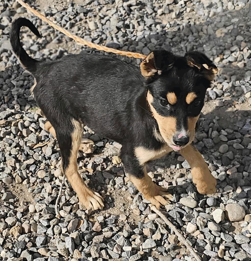Ginger, Adoptable, Puppy Female Australian Shepherd.