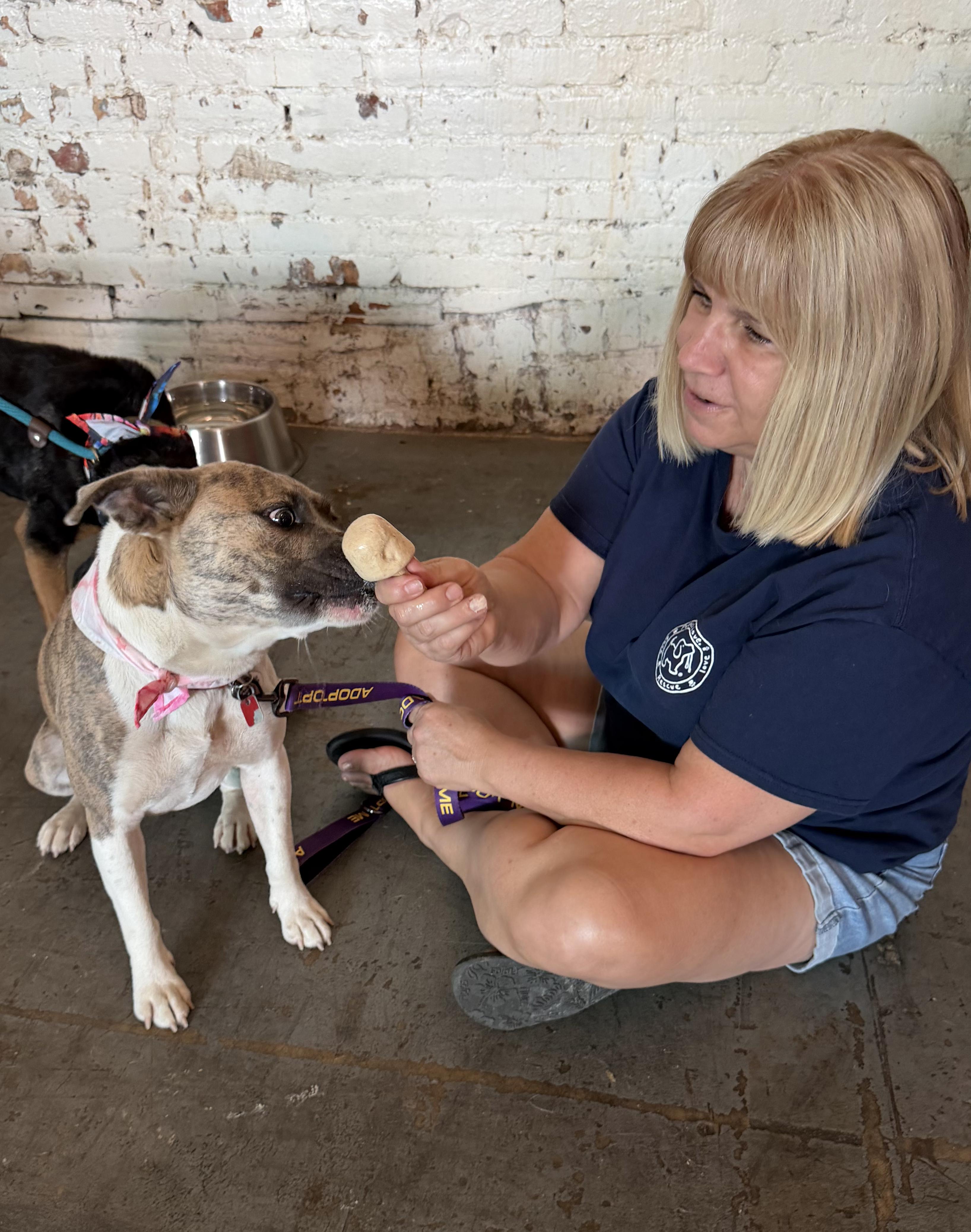 Enlarge Misty - IN FOSTER HOME - AVAILABLE TO ADOPT, a Adoptable mixed breed in Clayton, NC image 4/6