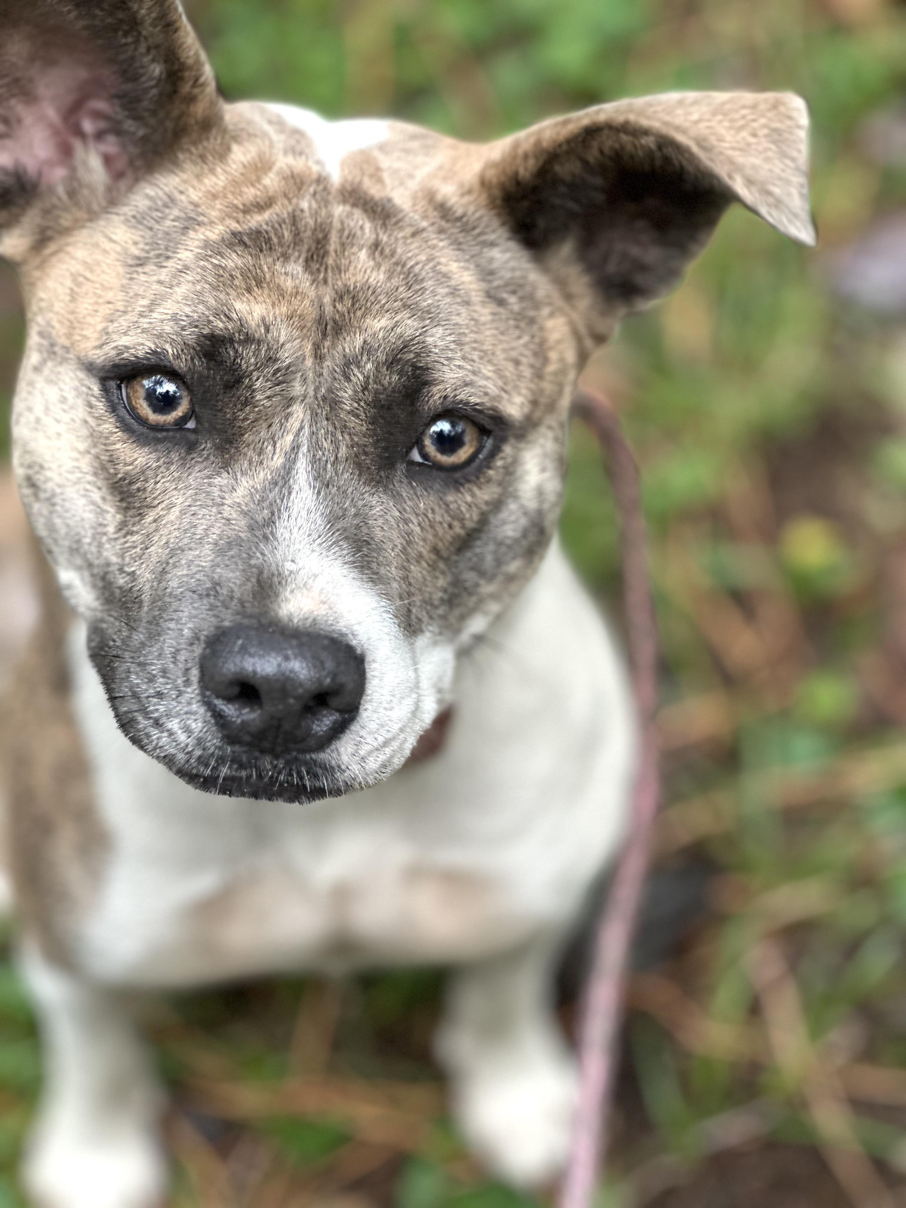 Enlarge Misty - IN FOSTER HOME - AVAILABLE TO ADOPT, a Adoptable mixed breed in Clayton, NC image 1/6
