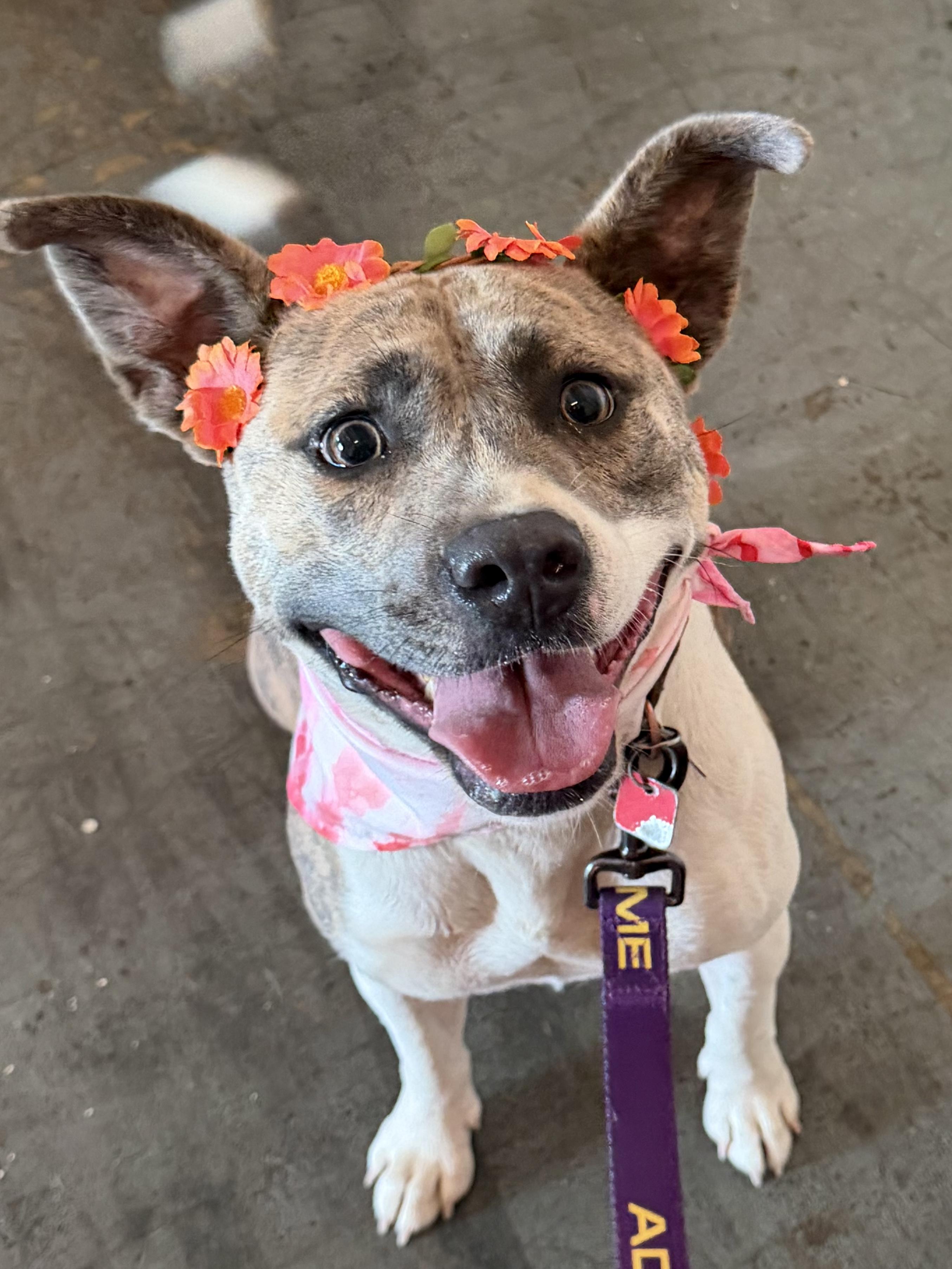Enlarge Misty - IN FOSTER HOME - AVAILABLE TO ADOPT, a Adoptable mixed breed in Clayton, NC image 3/6