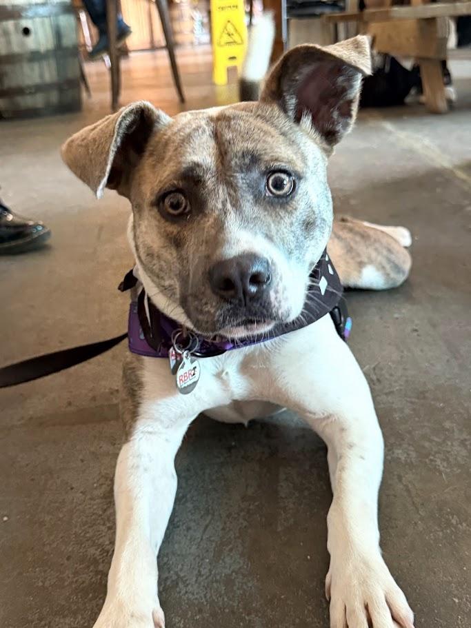 Enlarge Misty - IN FOSTER HOME - AVAILABLE TO ADOPT, a Adoptable mixed breed in Clayton, NC image 6/6