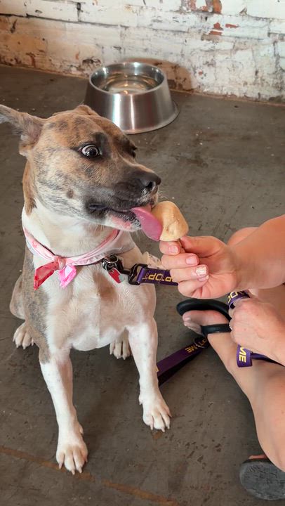 Enlarge Misty - IN FOSTER HOME - AVAILABLE TO ADOPT, a Adoptable mixed breed in Clayton, NC video 5/6