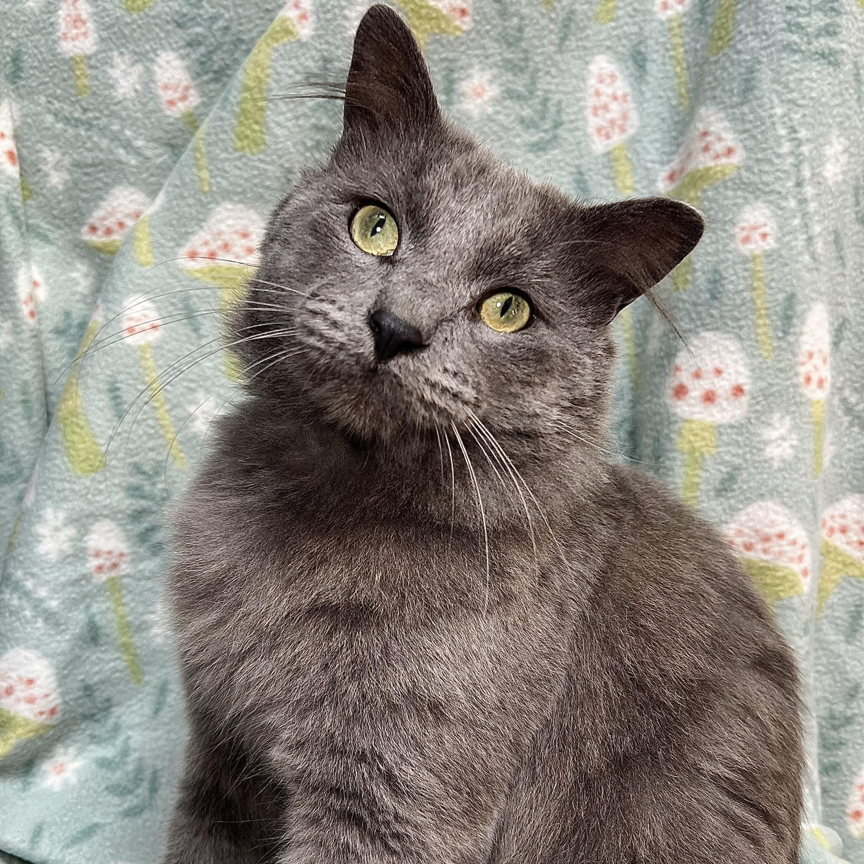 Enlarge Pirate, an adopted mixed breed in Fairmont, MN image 3/6