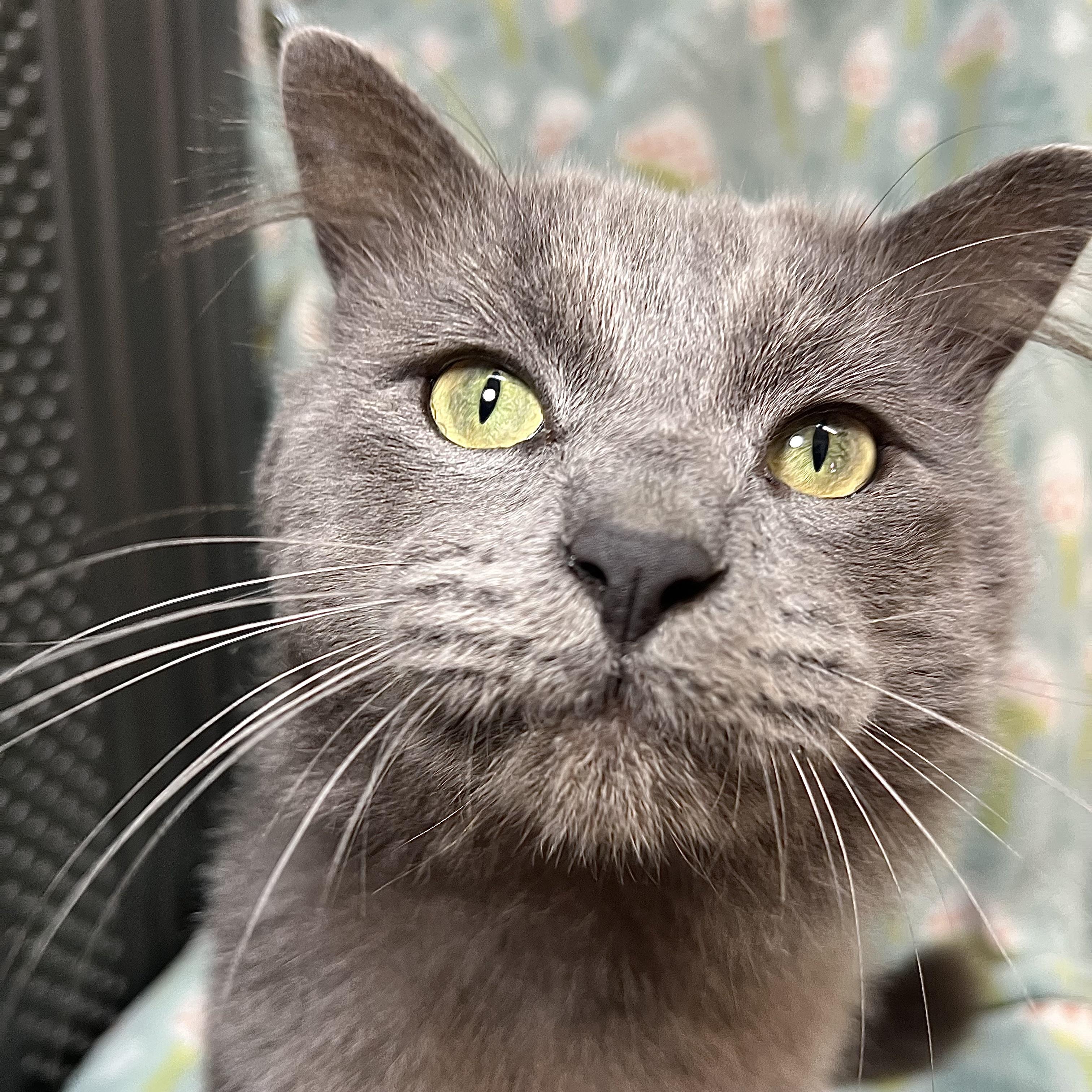Enlarge Pirate, an adopted mixed breed in Fairmont, MN image 5/6