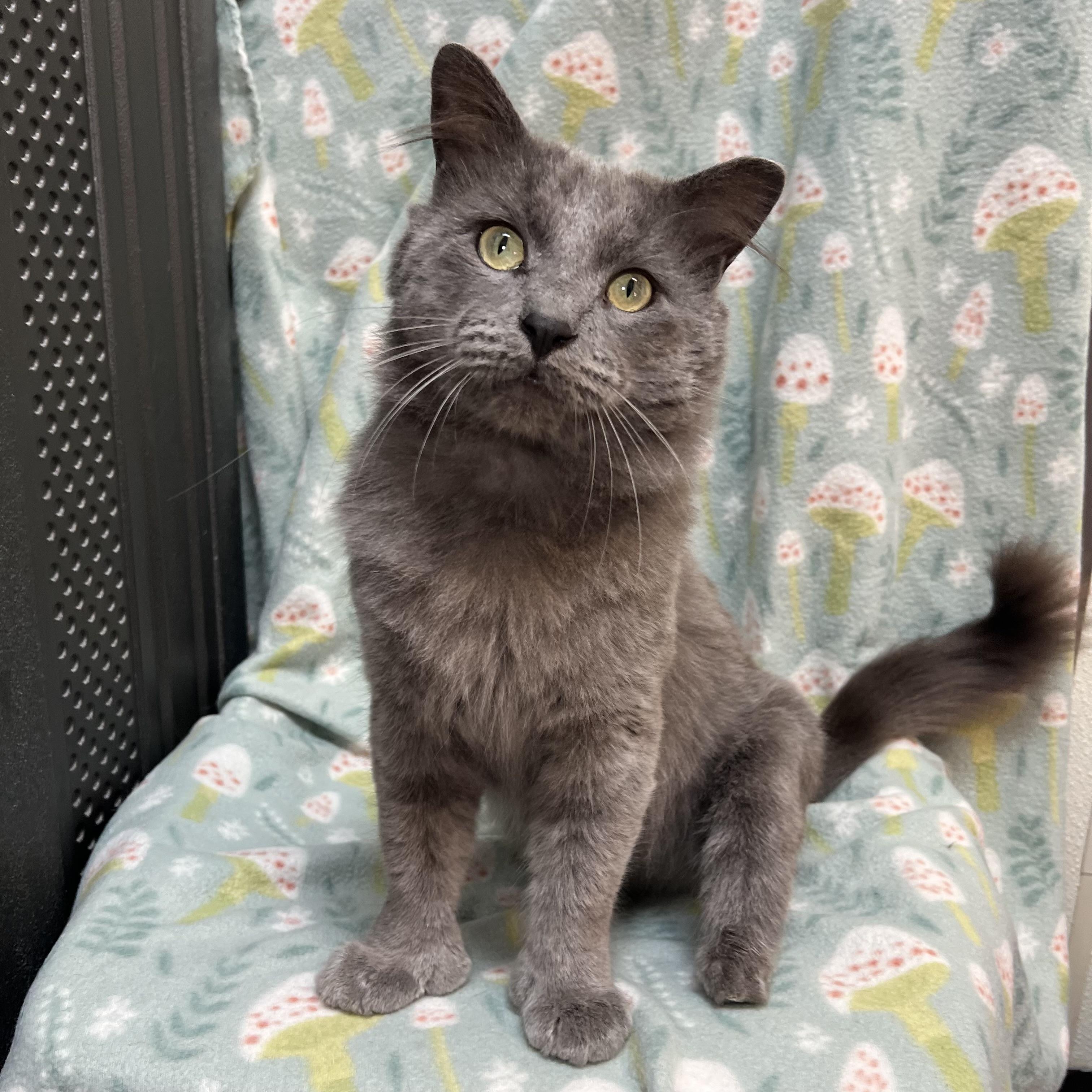 Pirate, adopted, Adult Male Domestic Medium Hair & Extra-Toes Cat / Hemingway Polydactyl.
