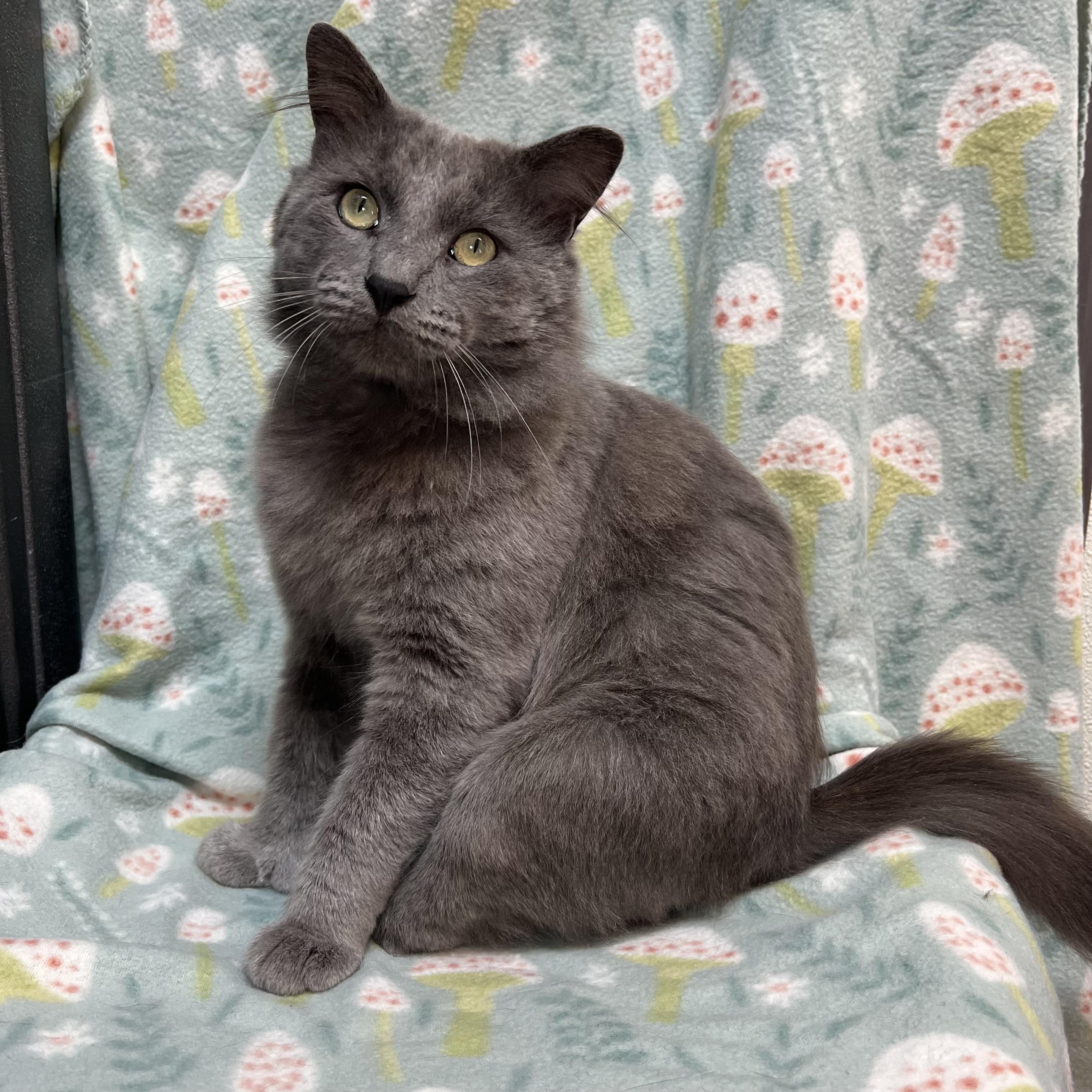 Enlarge Pirate, an adopted mixed breed in Fairmont, MN image 6/6
