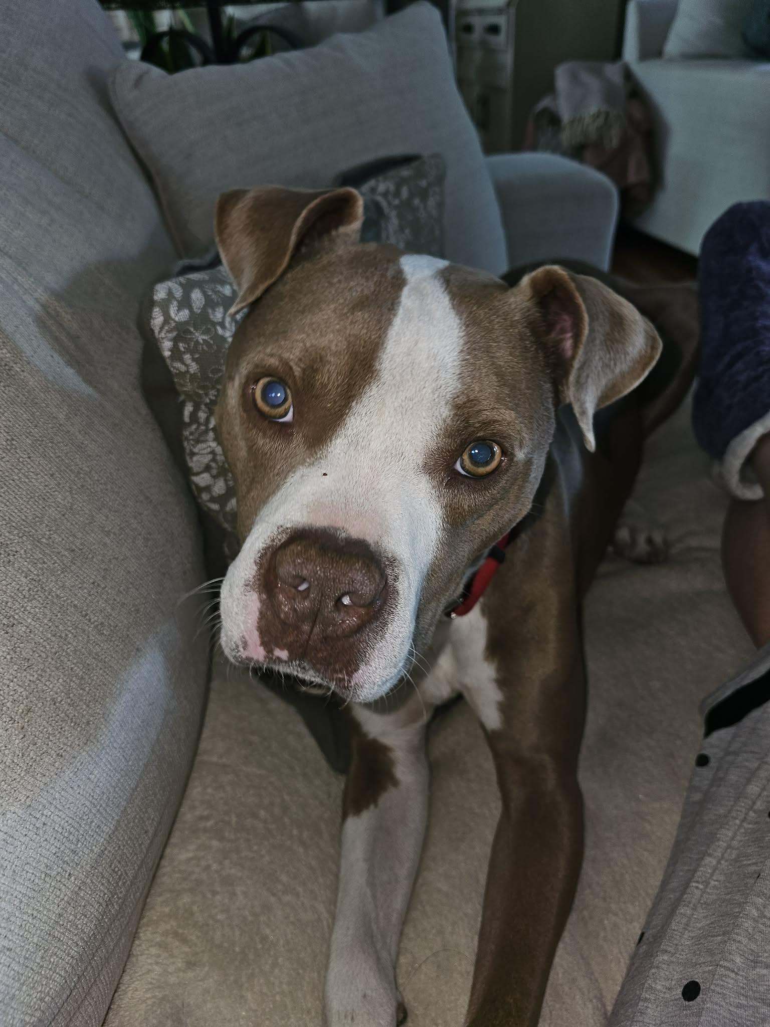 Enlarge Oakley, a ADOPTABLE mixed breed in Ayden, NC image 6/6