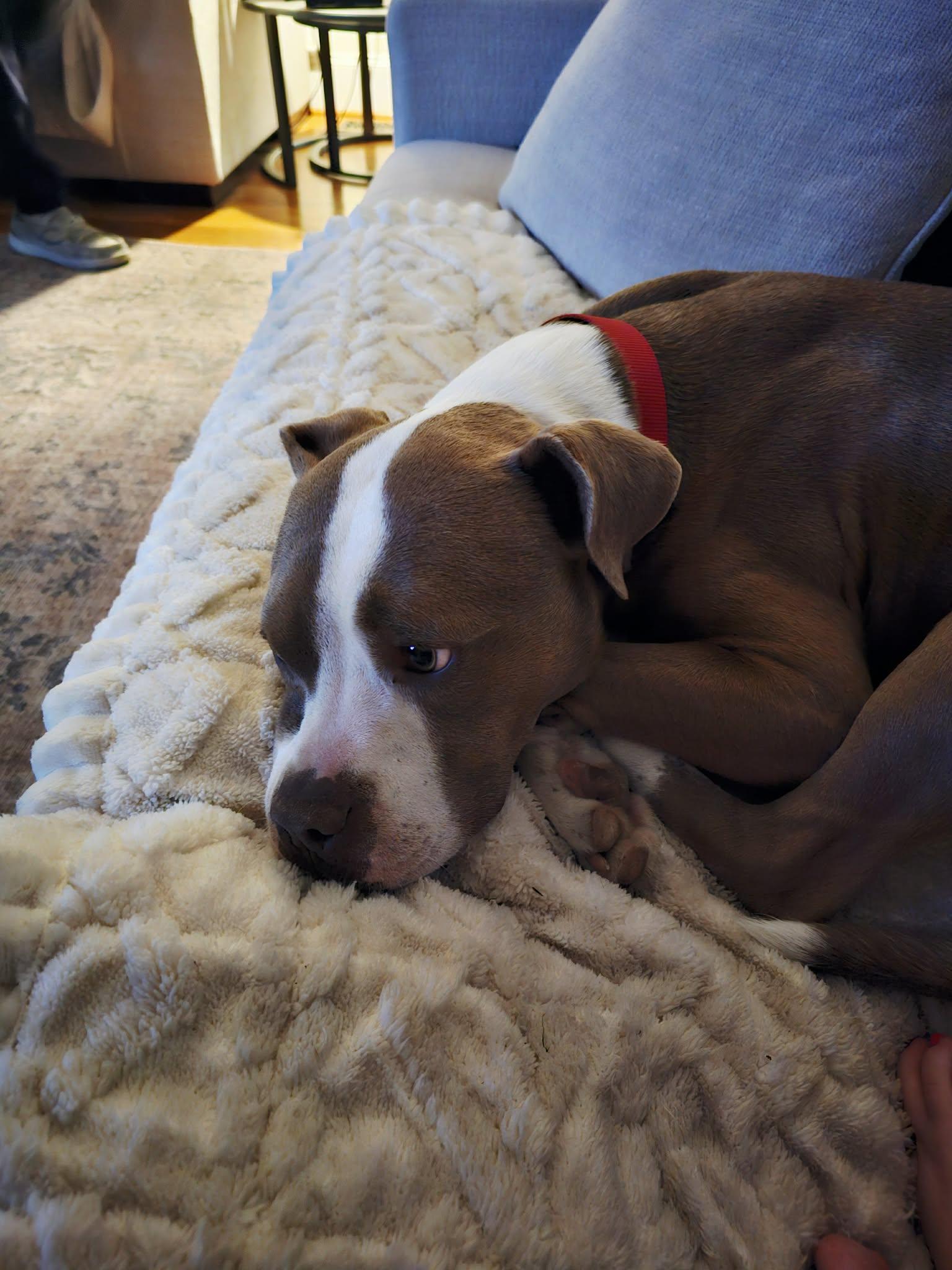 Enlarge Oakley, a ADOPTABLE mixed breed in Ayden, NC image 5/6