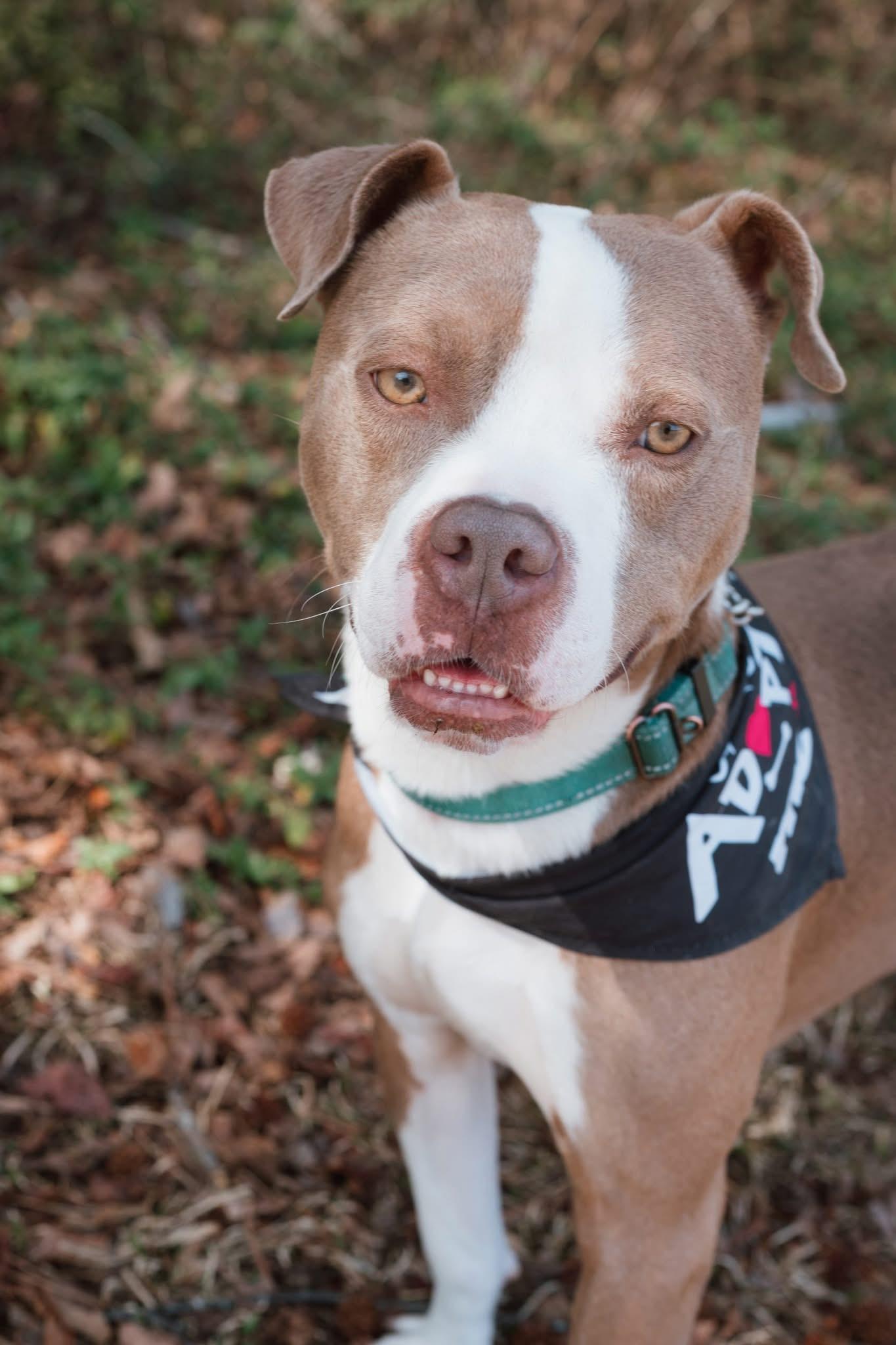 Enlarge Oakley, a ADOPTABLE mixed breed in Ayden, NC image 3/6