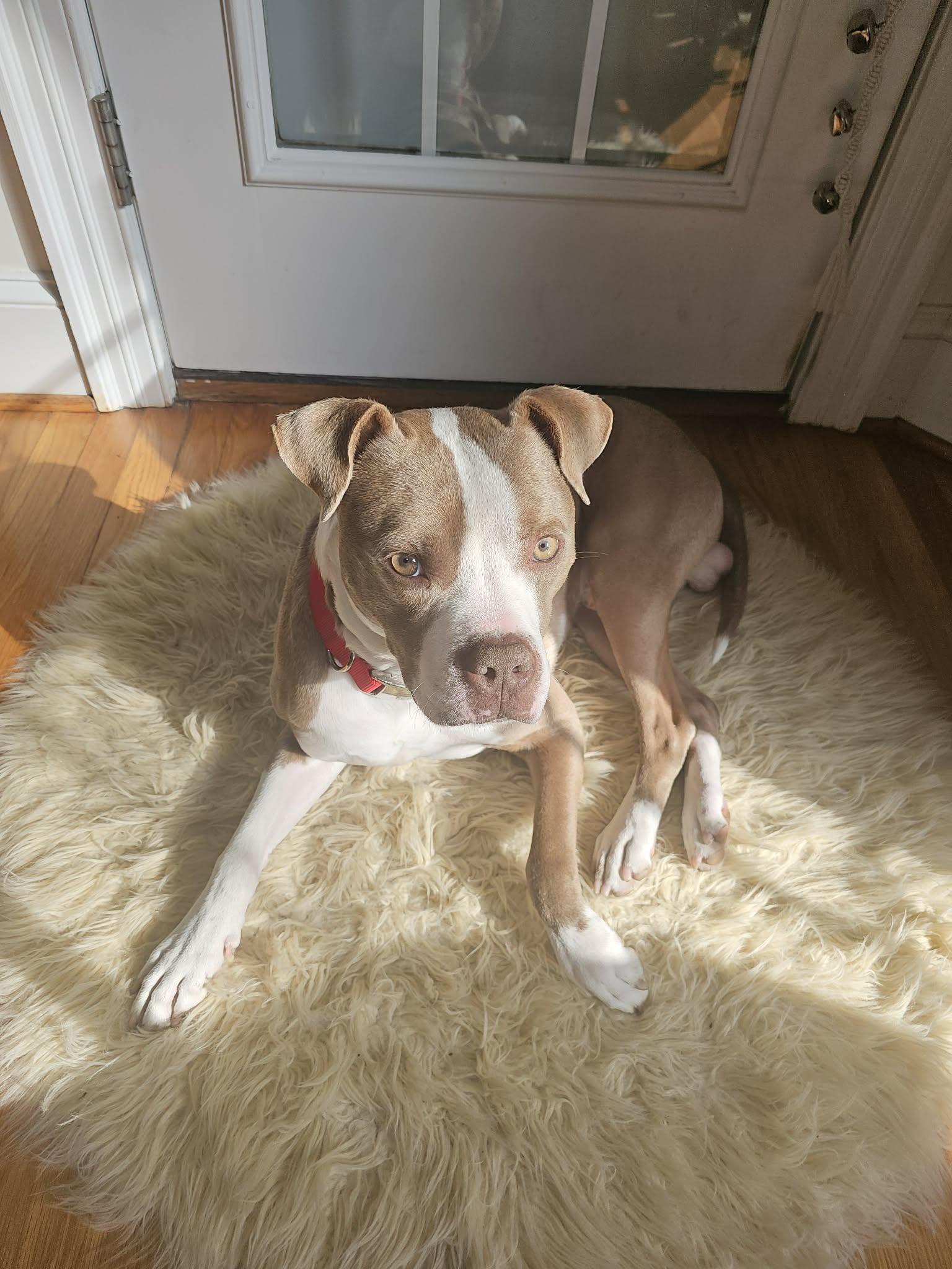 Enlarge Oakley, a ADOPTABLE mixed breed in Ayden, NC image 4/6