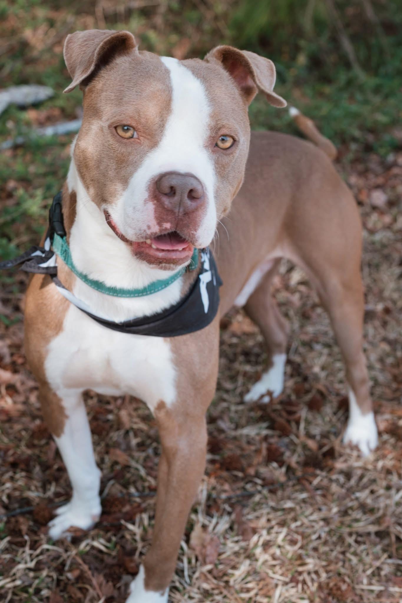 Oakley, ADOPTABLE, Adult Male Pit Bull Terrier.