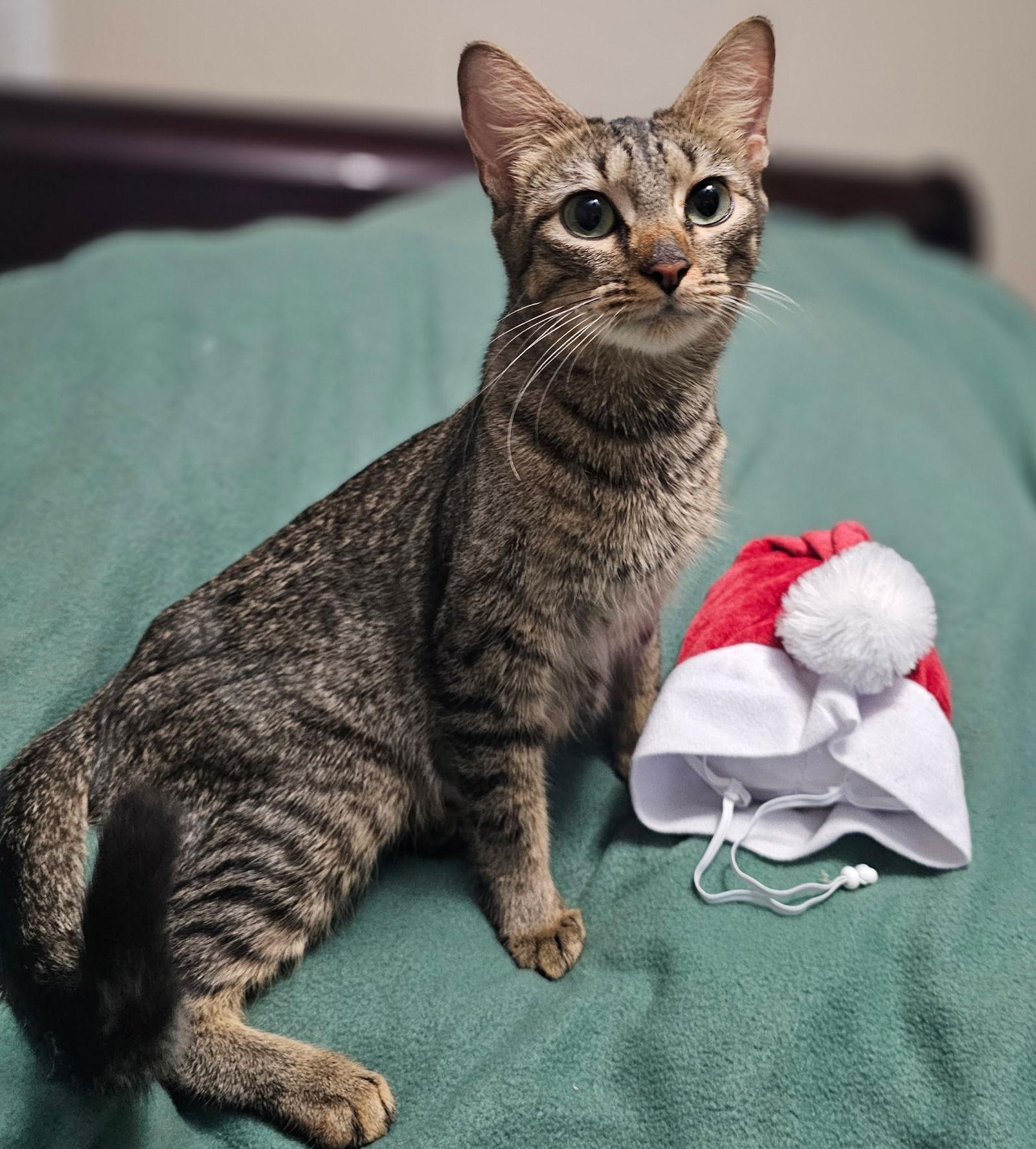 Enlarge Macy, a Adoptable Domestic Short Hair in Social Circle, GA image 1/3