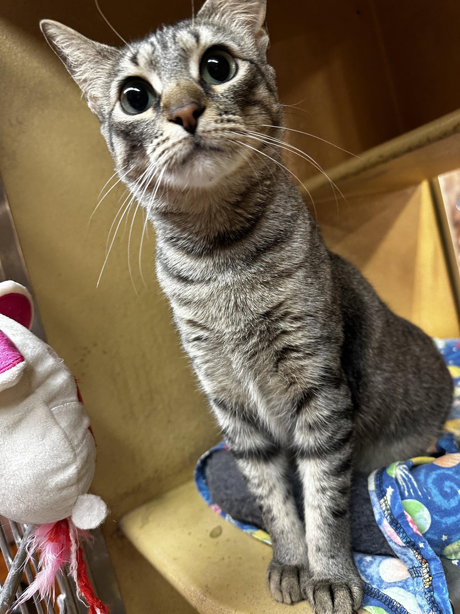 Macy, Adoptable, Adult Female Domestic Short Hair.