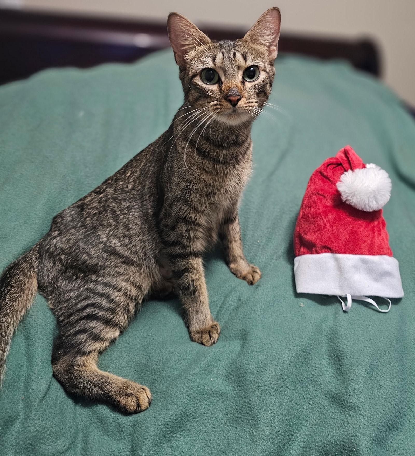 Enlarge Macy, a Adoptable Domestic Short Hair in Social Circle, GA image 2/3