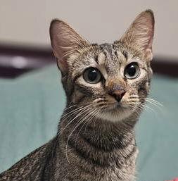 Enlarge Macy, a Adoptable Domestic Short Hair in Social Circle, GA image 3/3