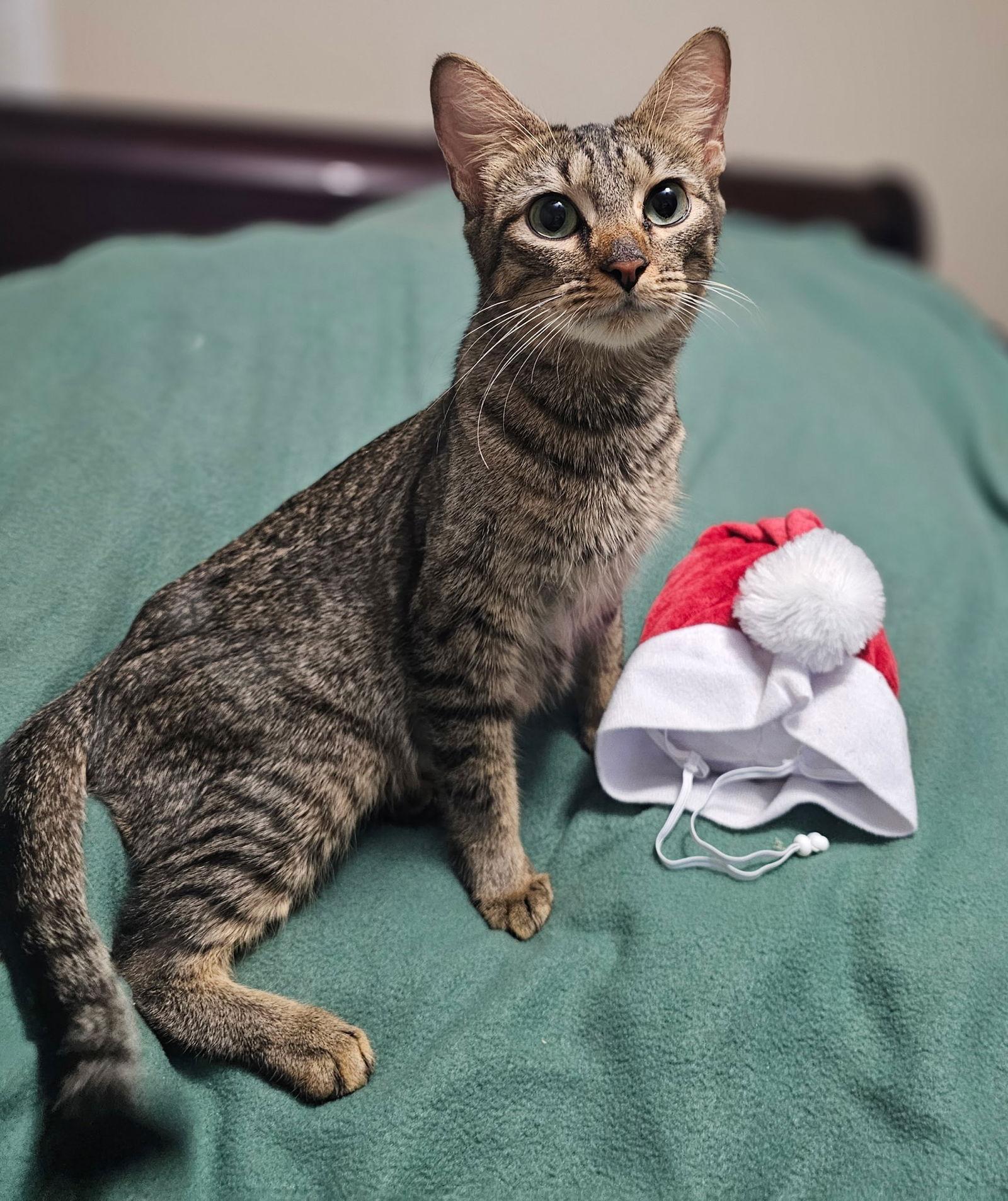 Enlarge Macy, a Adoptable Domestic Short Hair in Social Circle, GA image 3/3