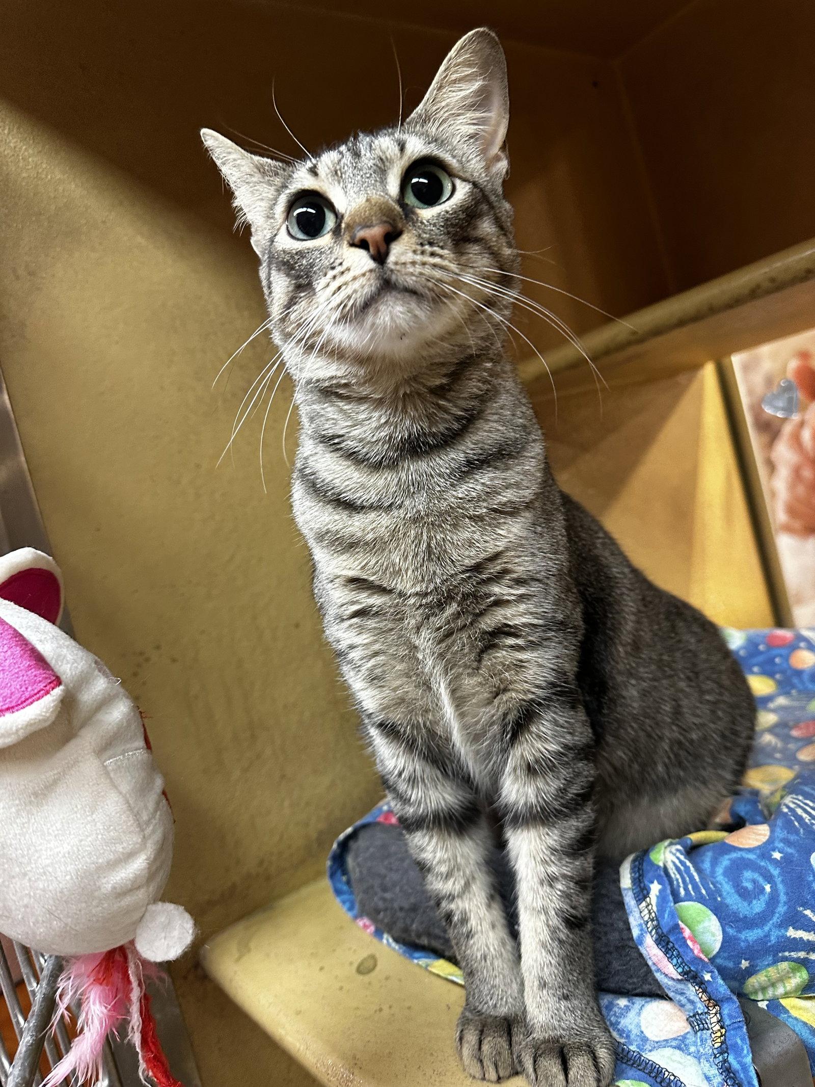 Enlarge Macy, a Adoptable Domestic Short Hair in Social Circle, GA image 2/3