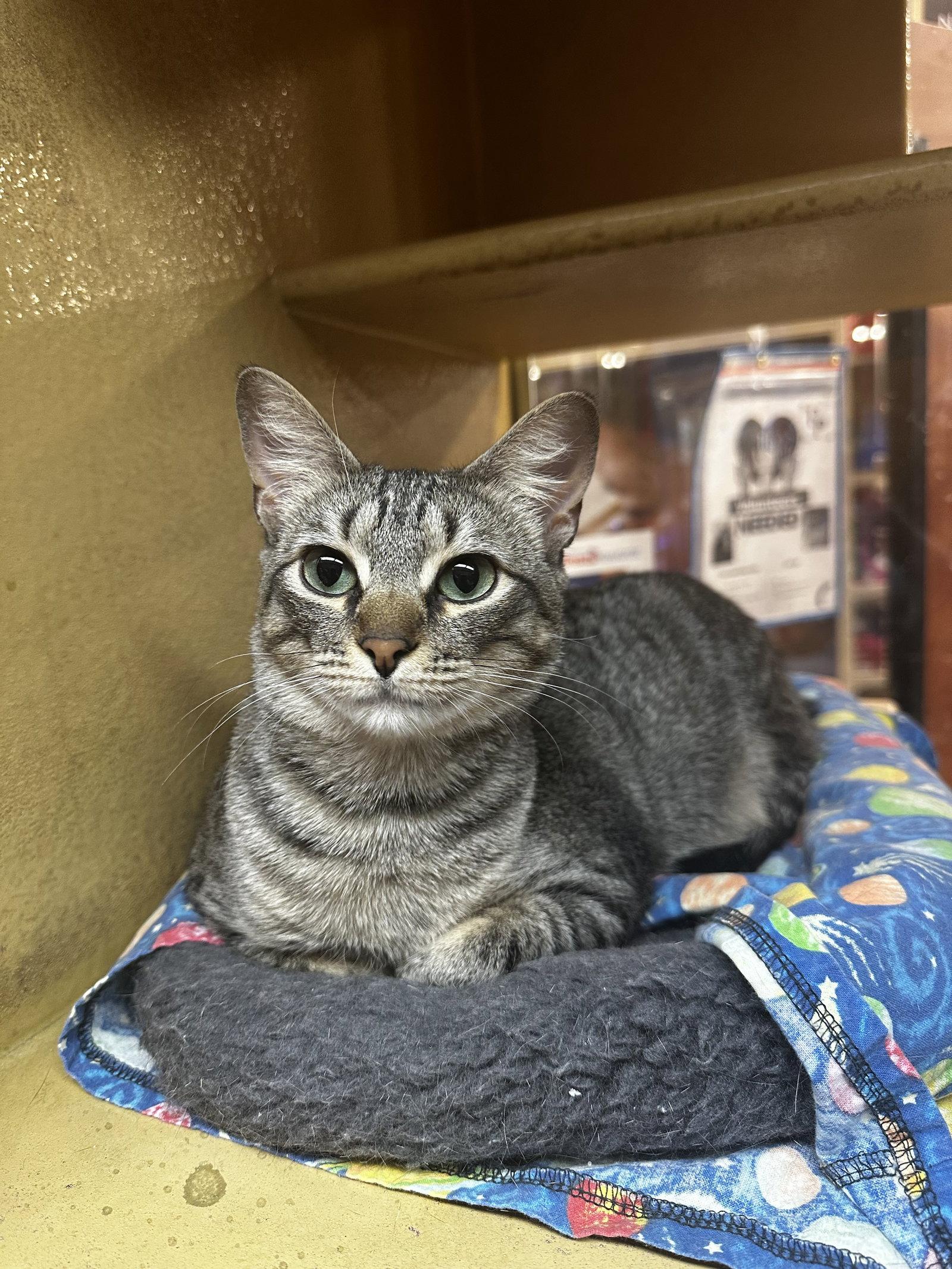 Enlarge Macy, a Adoptable Domestic Short Hair in Social Circle, GA image 3/3