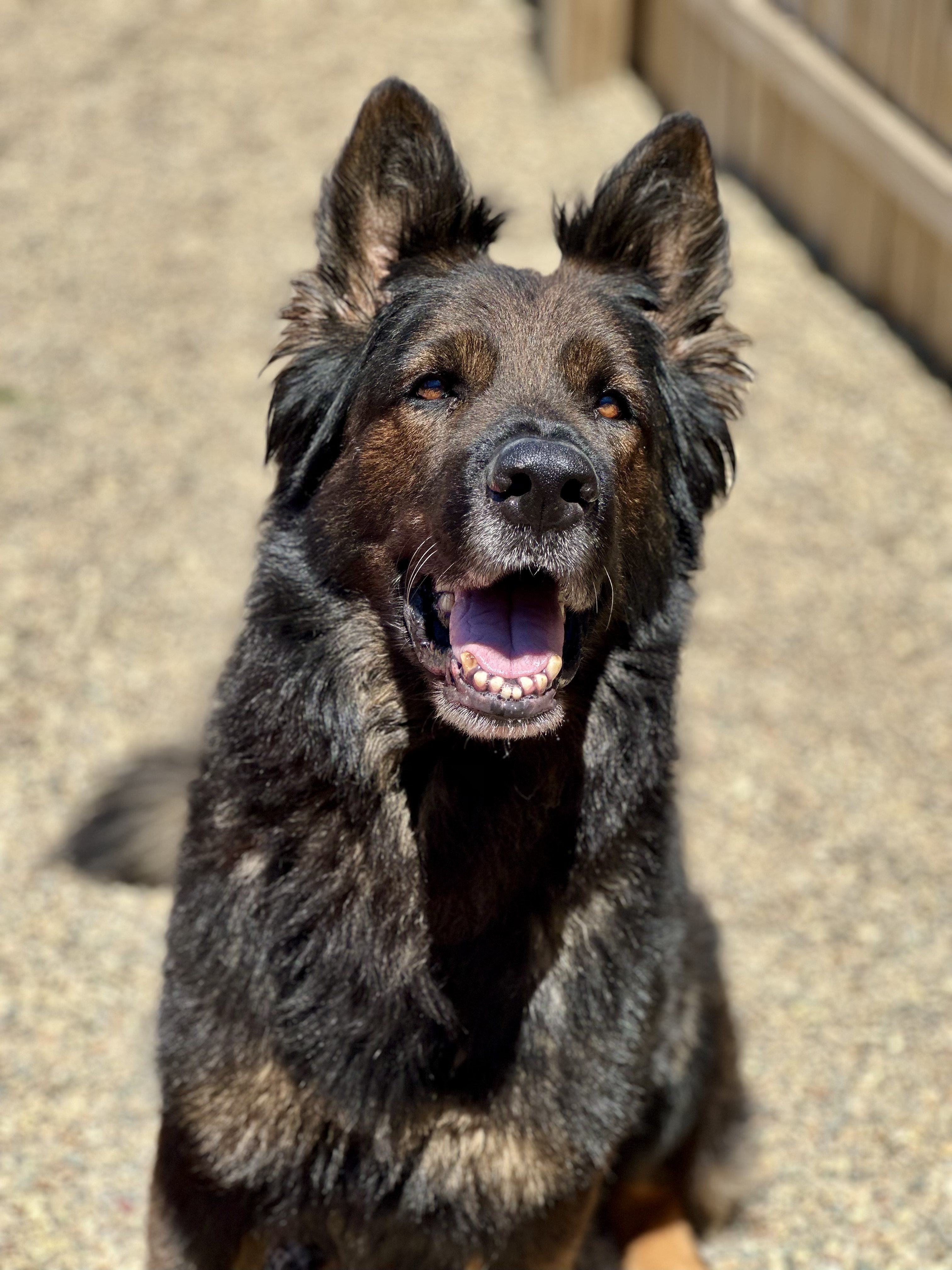 Draco, adopted, Adult Male German Shepherd Dog.