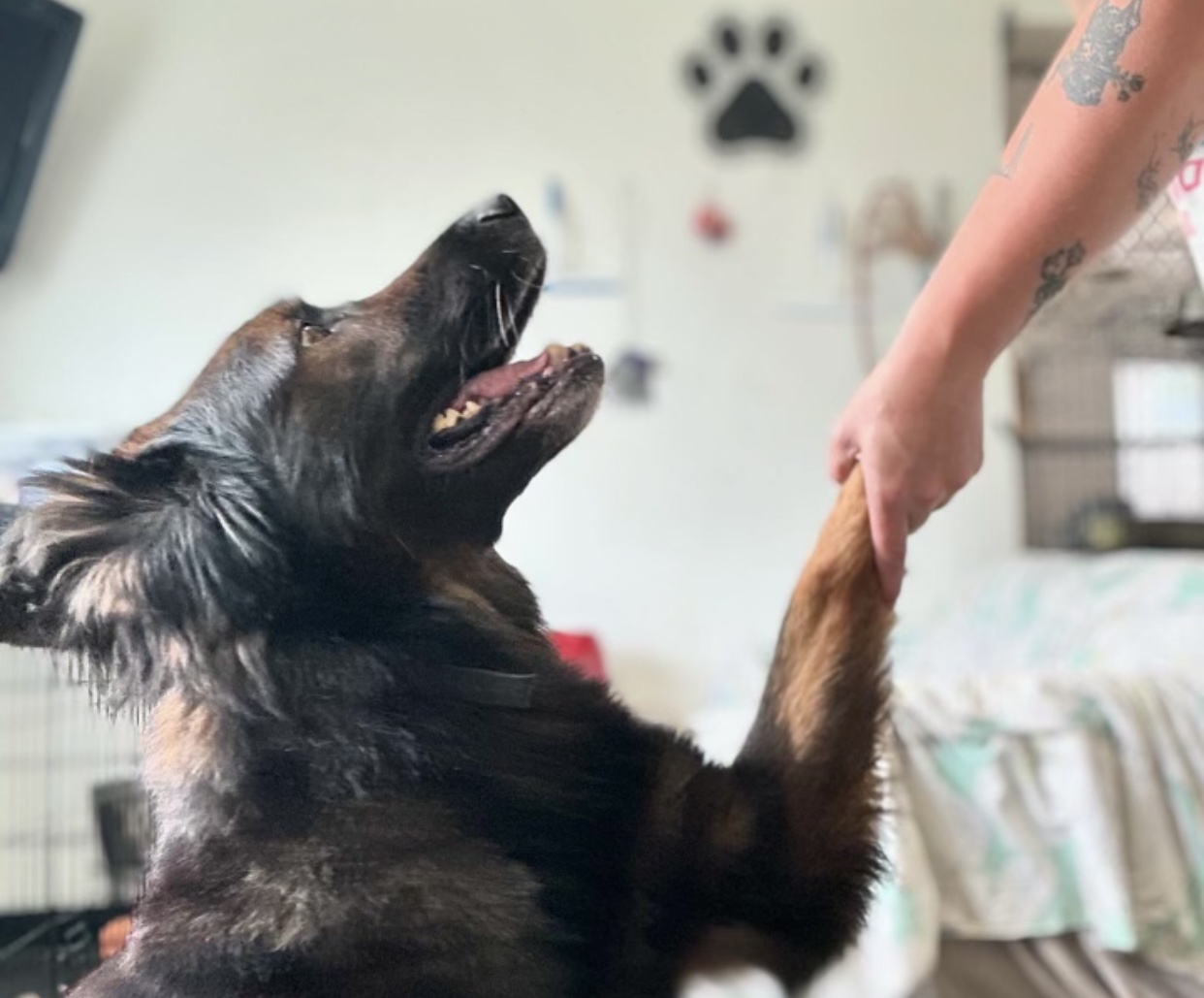 Enlarge Draco, an adopted German Shepherd Dog in Richland , MI image 2/5