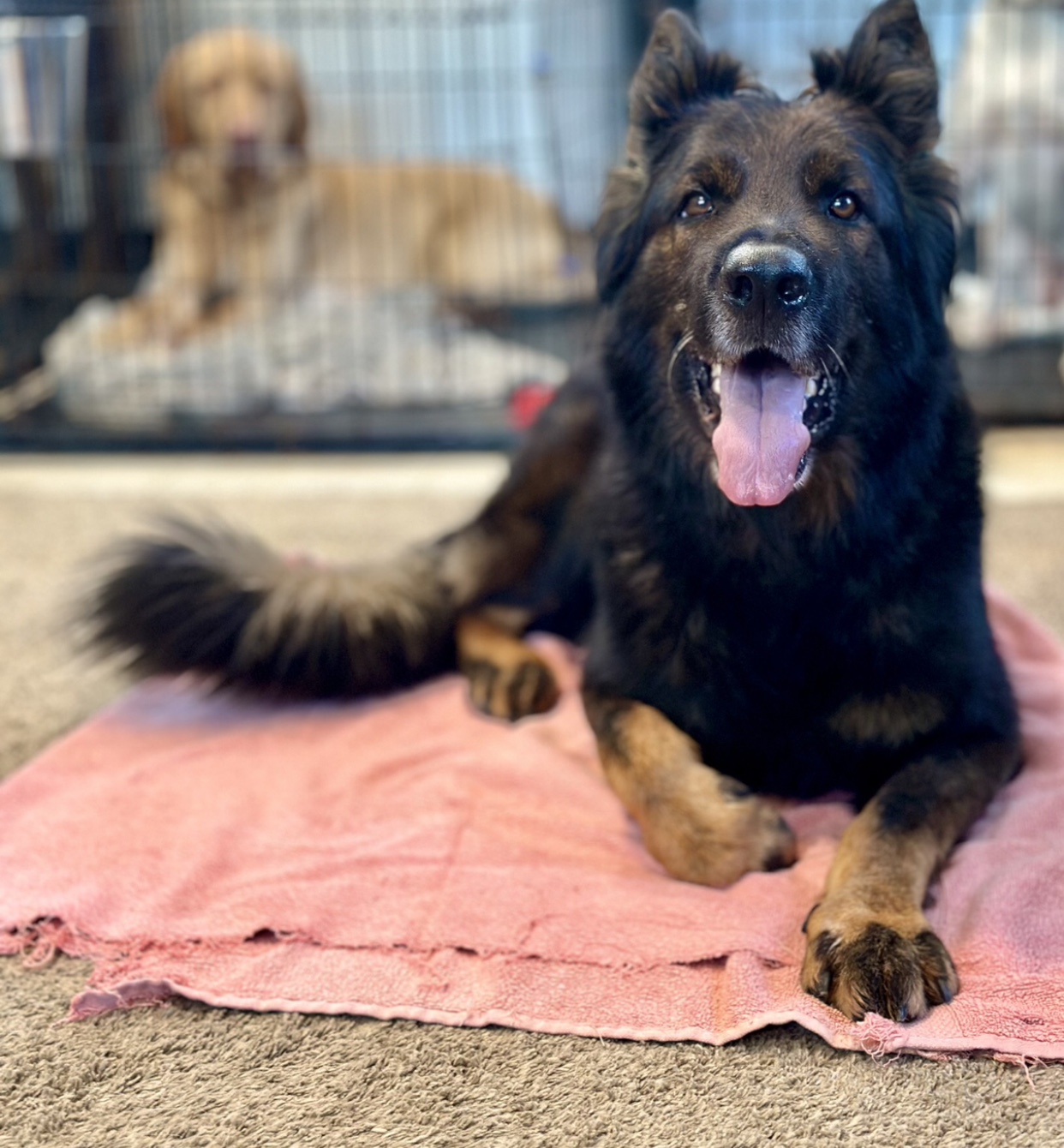 Enlarge Draco, an adopted German Shepherd Dog in Richland , MI image 3/5