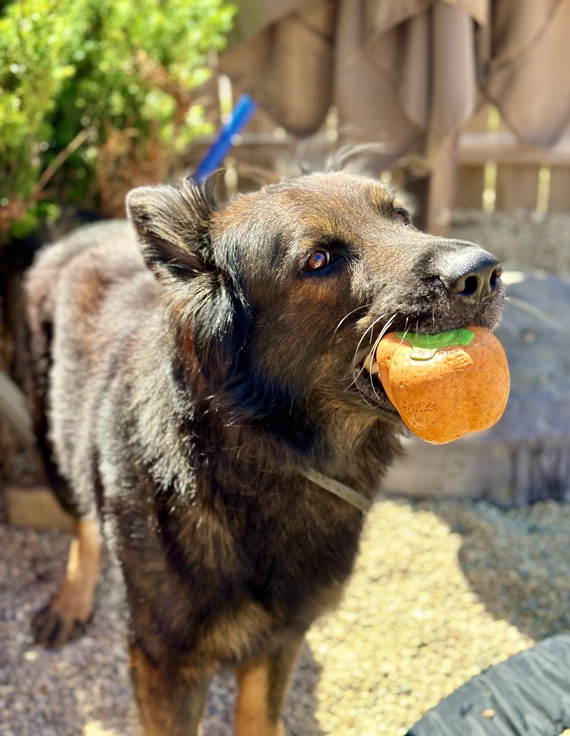 Enlarge Draco, an adopted German Shepherd Dog in Richland , MI image 4/5