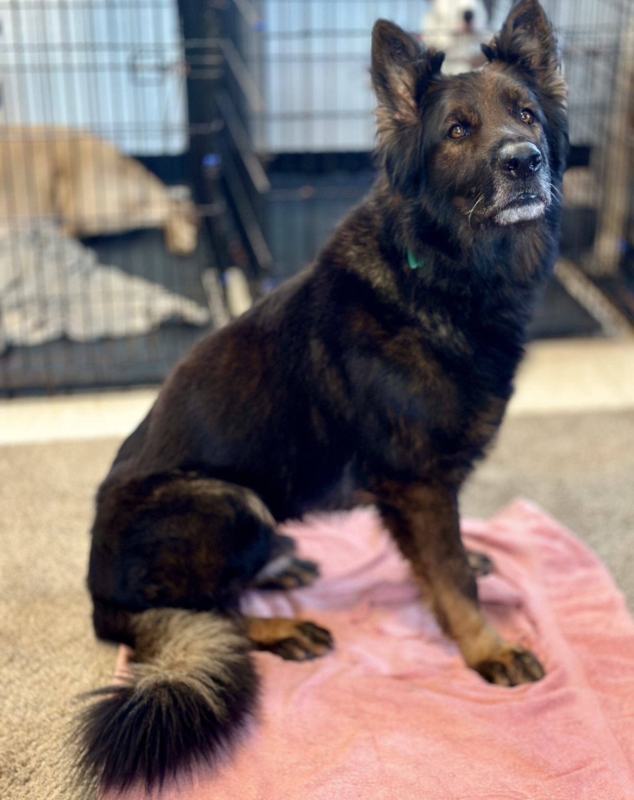 Enlarge Draco, an adopted German Shepherd Dog in Richland , MI image 5/5