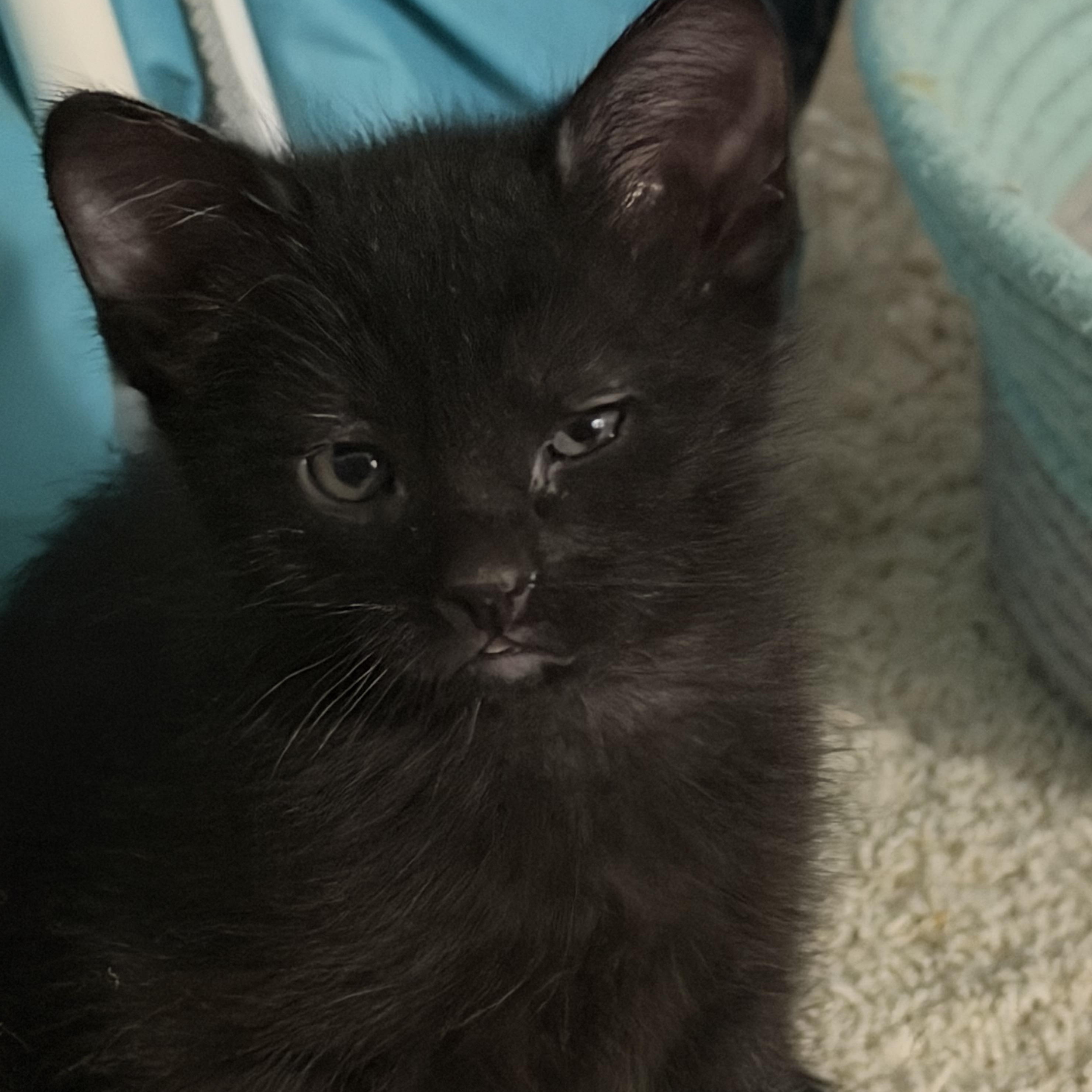Sierra Groth, a Adoptable Domestic Short Hair in Denver, CO image 3/6