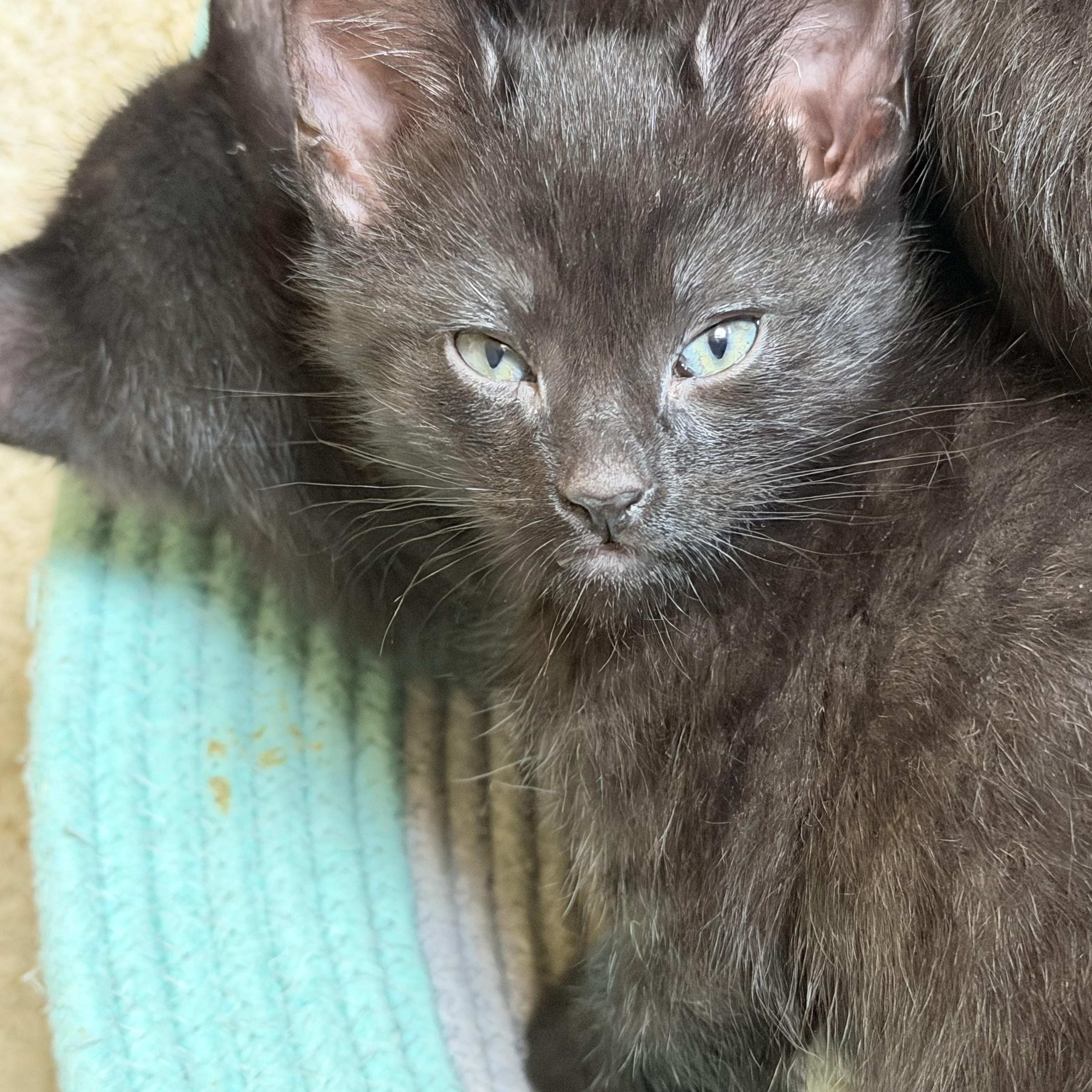 Sierra Groth, a Adoptable Domestic Short Hair in Denver, CO image 5/6