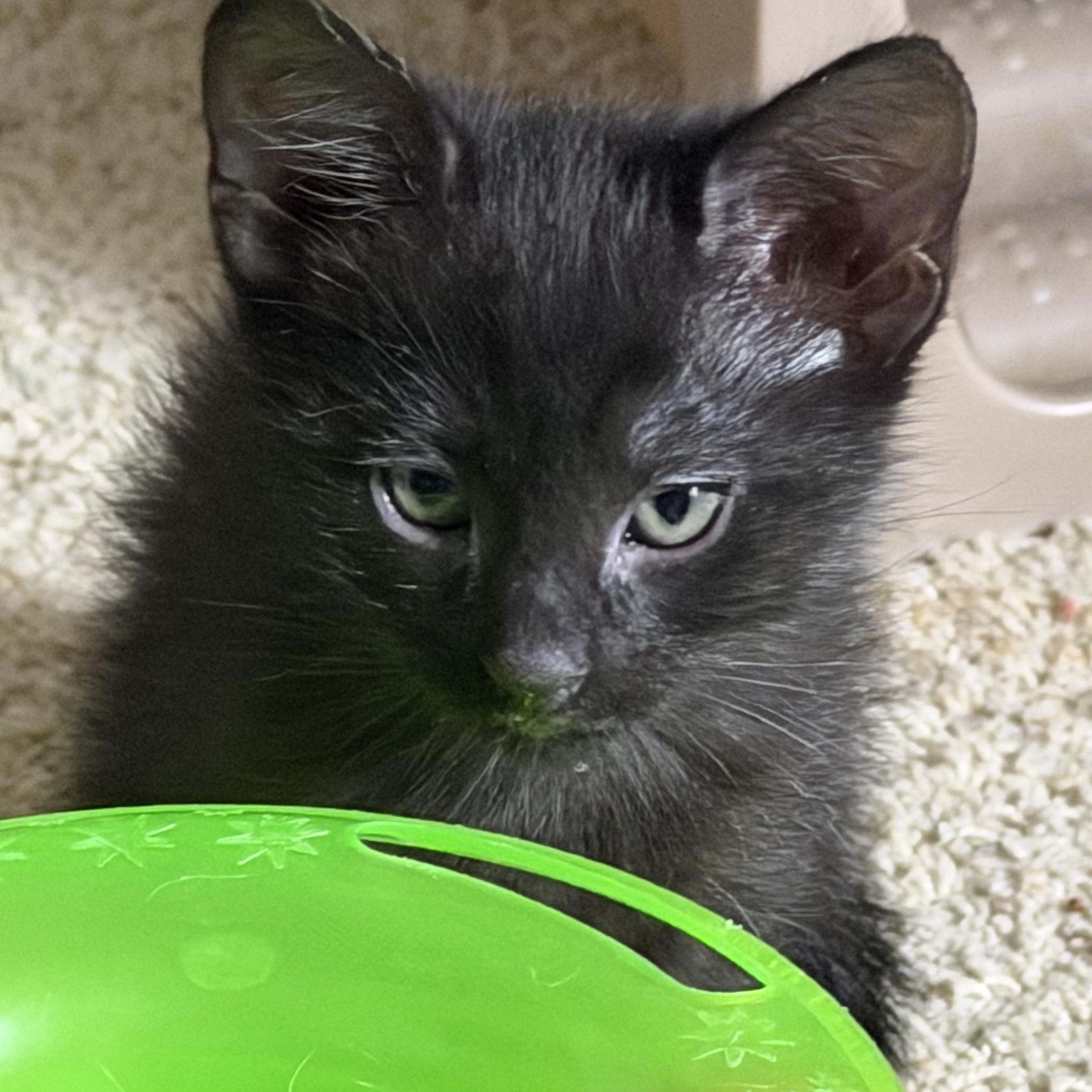 Sierra Groth, a Adoptable Domestic Short Hair in Denver, CO image 1/6