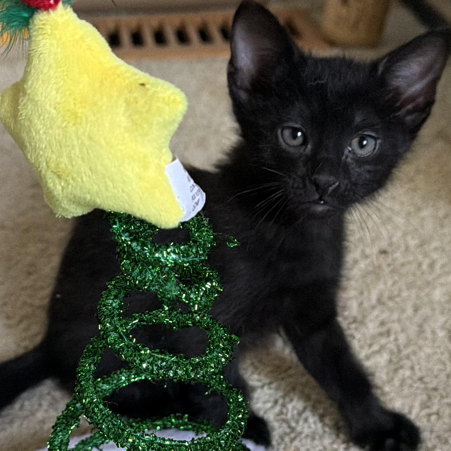 Sierra Groth, a Adoptable Domestic Short Hair in Denver, CO image 2/6