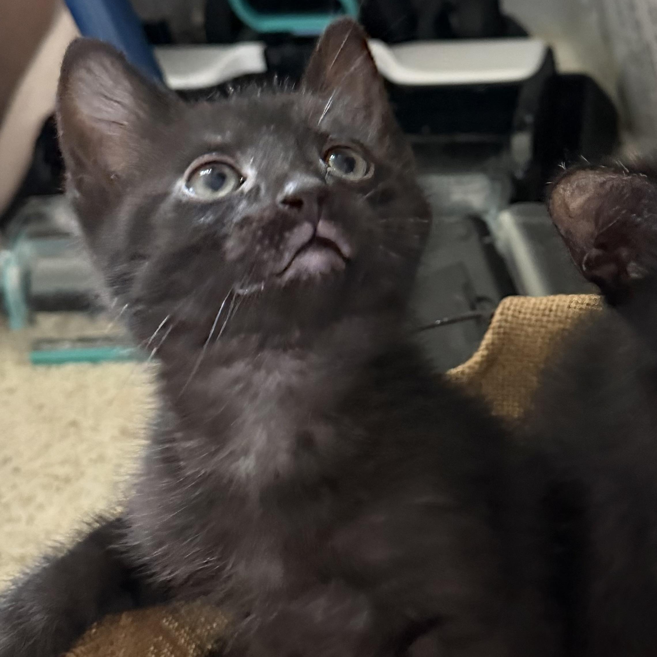 Sierra Groth, a Adoptable Domestic Short Hair in Denver, CO image 6/6