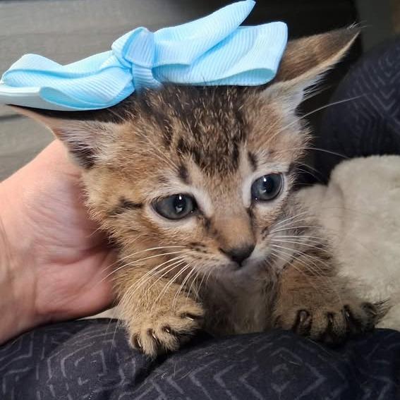 F111, ADOPTABLE, Kitten Male Domestic Short Hair.