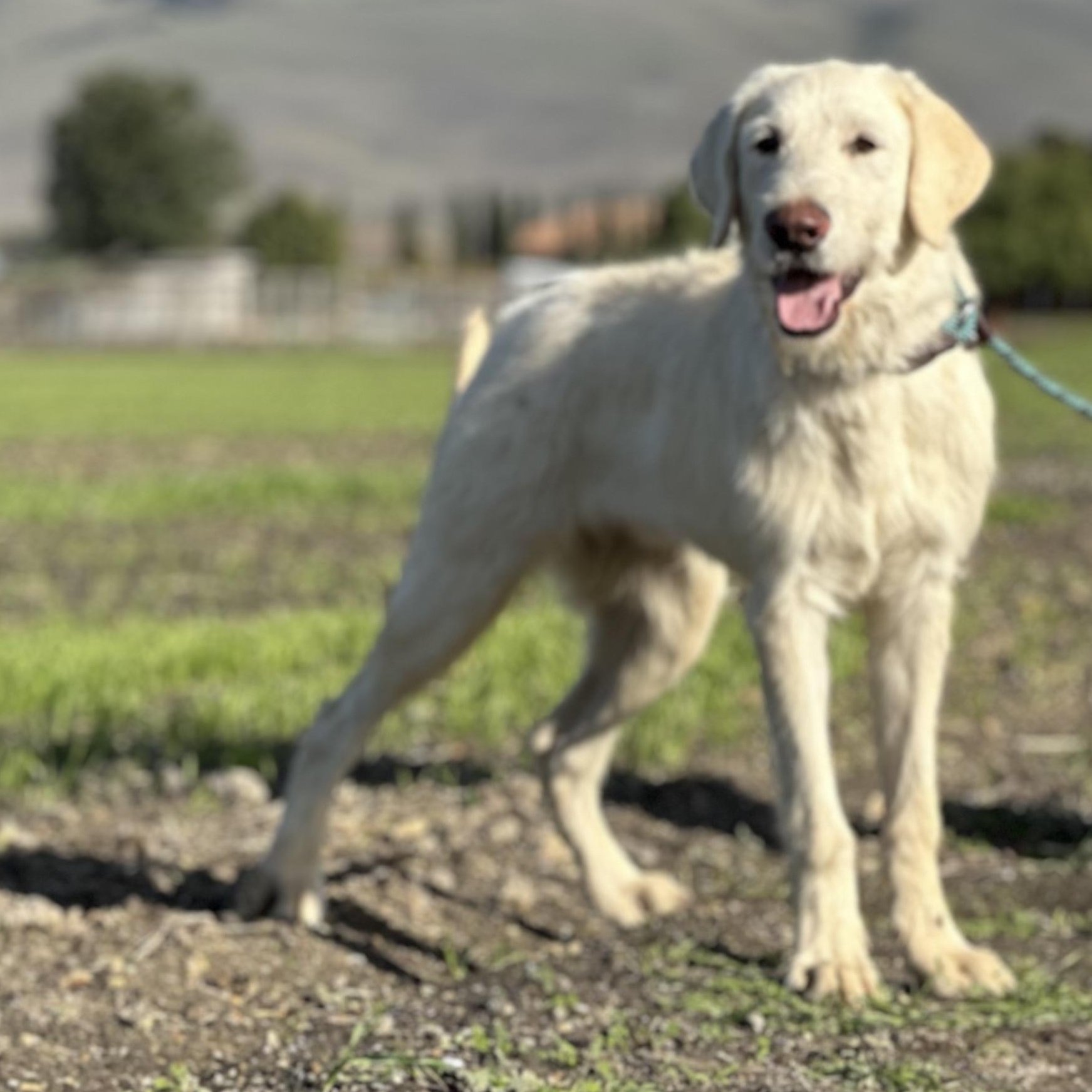 Enlarge Duke, a ADOPTABLE Great Pyrenees in Hollister, CA image 1/2