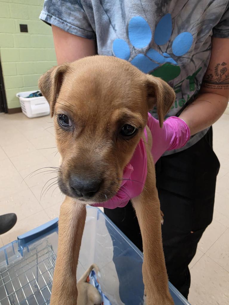Nettle aka Ella, Adoptable, Puppy Female Jack Russell Terrier & Feist.