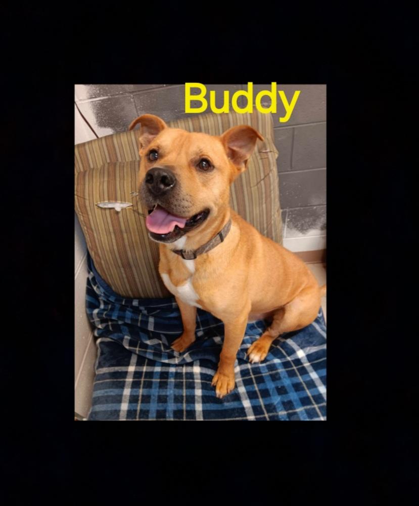buddy, Adoptable, Adult Male Labrador Retriever & Pit Bull Terrier.