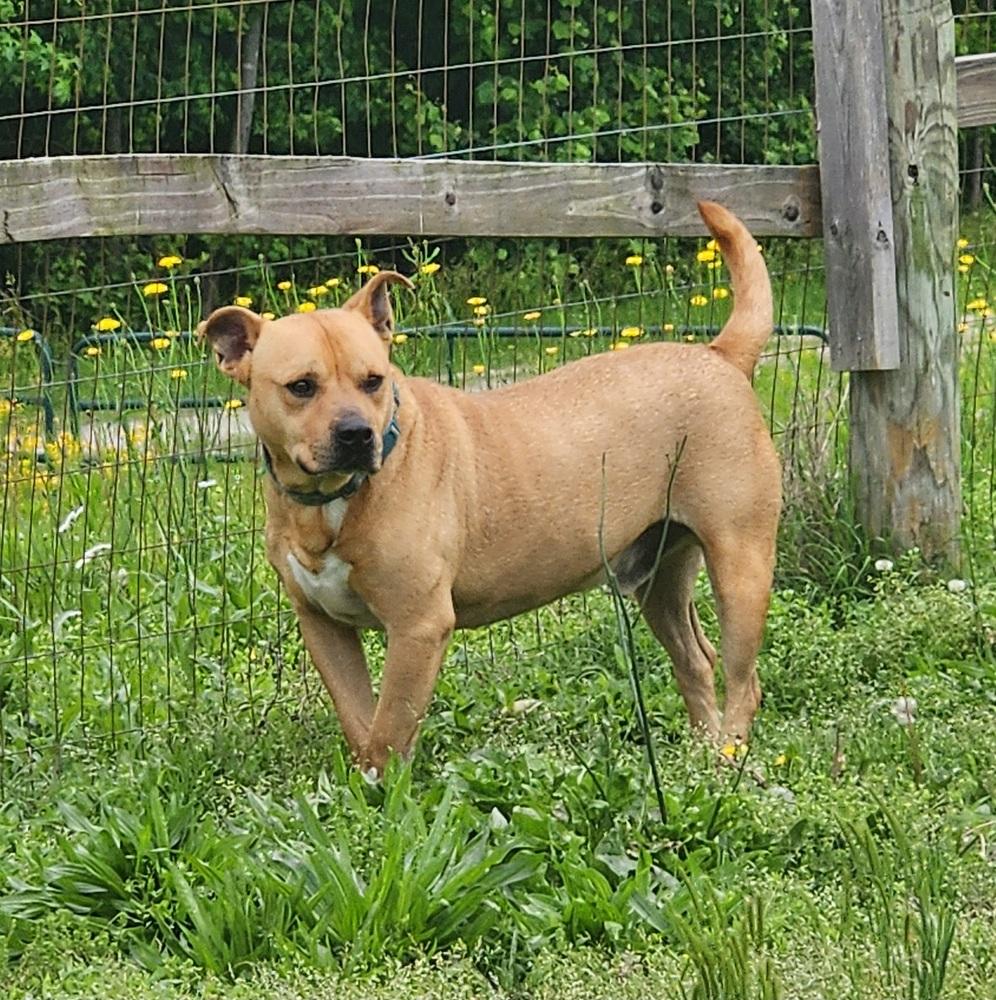 buddy, a Adoptable mixed breed in Lexington, TN image 2/3