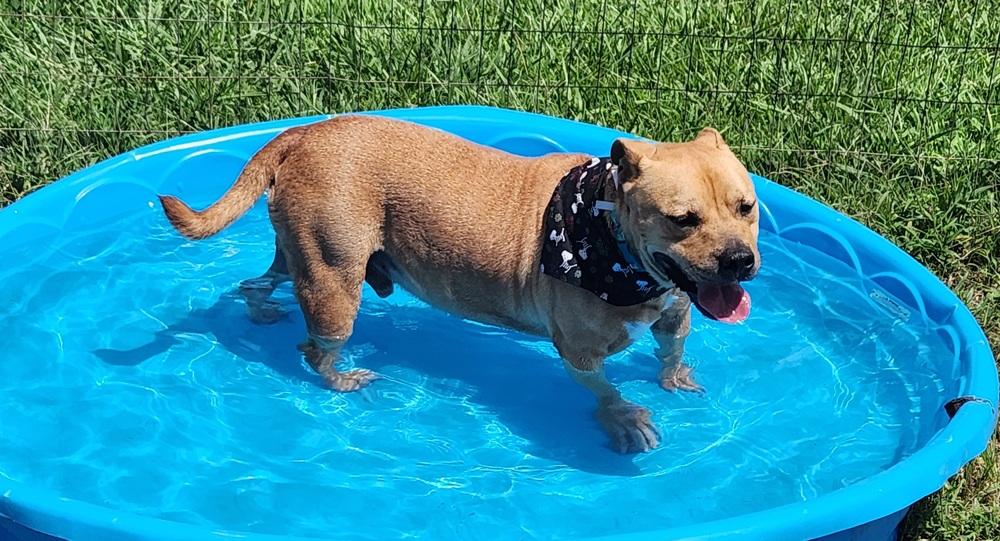 buddy, a Adoptable mixed breed in Lexington, TN image 3/3