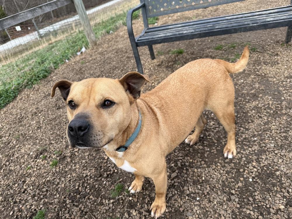 Enlarge buddy, a Adoptable mixed breed in Lexington, TN image 5/6