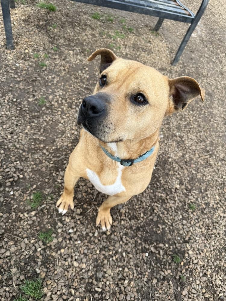 Enlarge buddy, a Adoptable mixed breed in Lexington, TN image 6/6