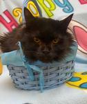 Izzy, an adoptable Domestic Long Hair in Logan, IA_image-1