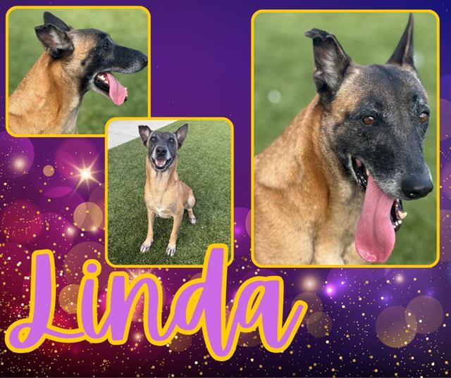 Enlarge LINDA, a Adoptable Belgian Shepherd / Malinois in Pearland, TX image 2/2