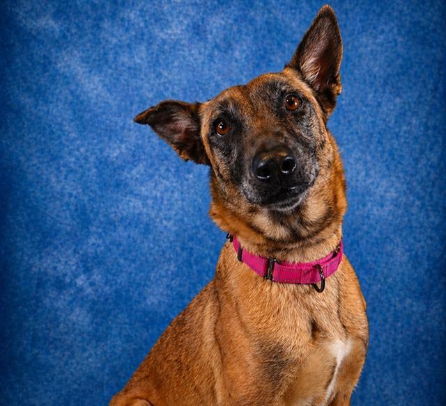 Enlarge LINDA, a Adoptable Belgian Shepherd / Malinois in Pearland, TX image 1/1